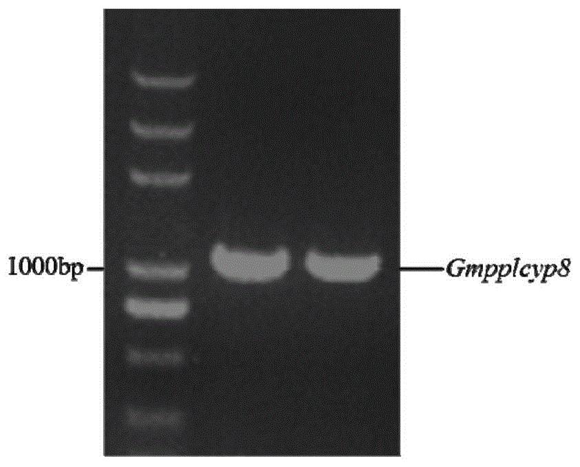 Gmpplcyp8蛋白及其相关生物材料在调控植物固氮能力中的应用