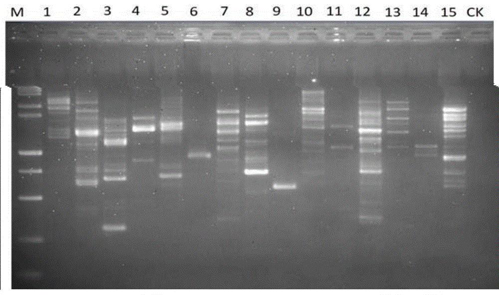 甜菜孢囊线虫的特异性SCAR标记以及快速SCAR-PCR分子检测方法