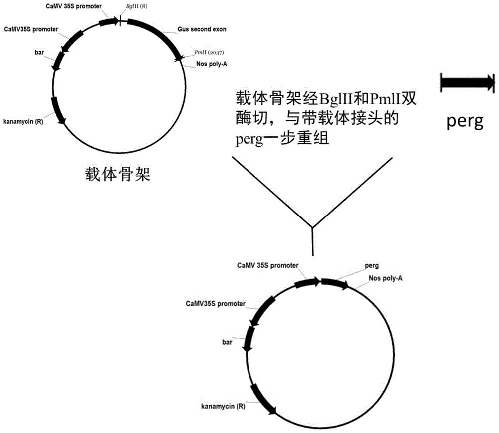 油菜光合效率相关基因perg及制备方法和应用