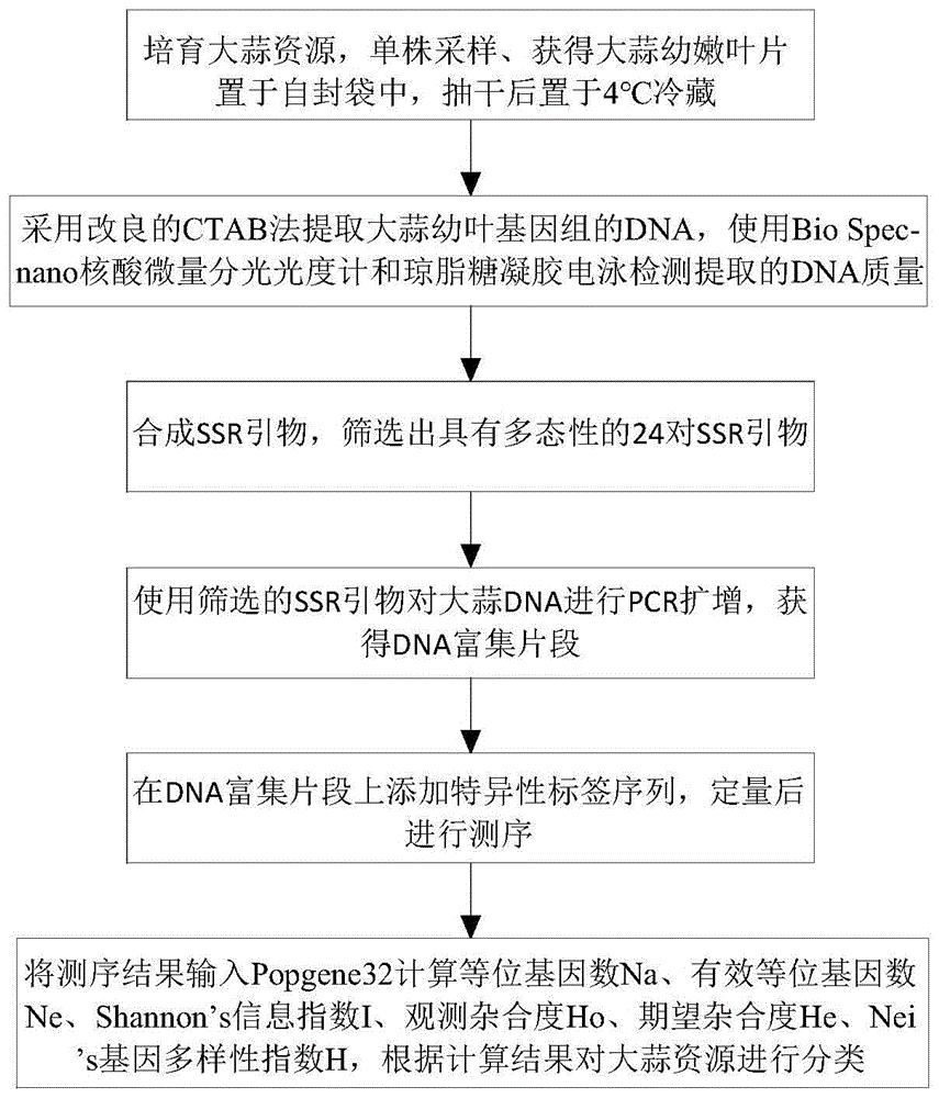 基于SSRseq分子标记的大蒜种质资源分类方法