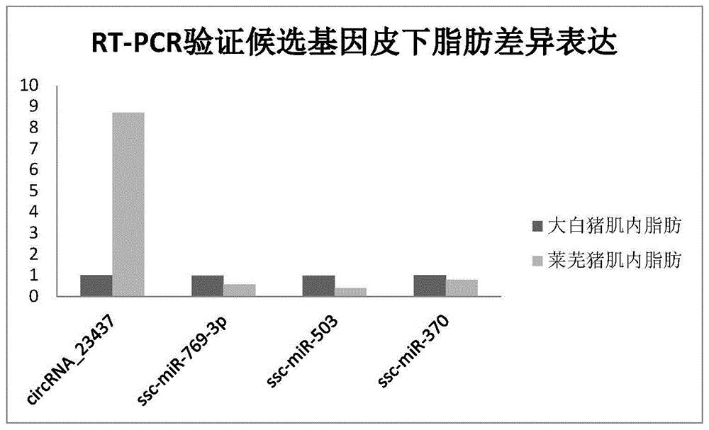 猪肉质性状相关的circRNA及其应用