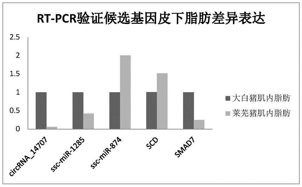 circRNA_14707及其在分子辅助育种中应用