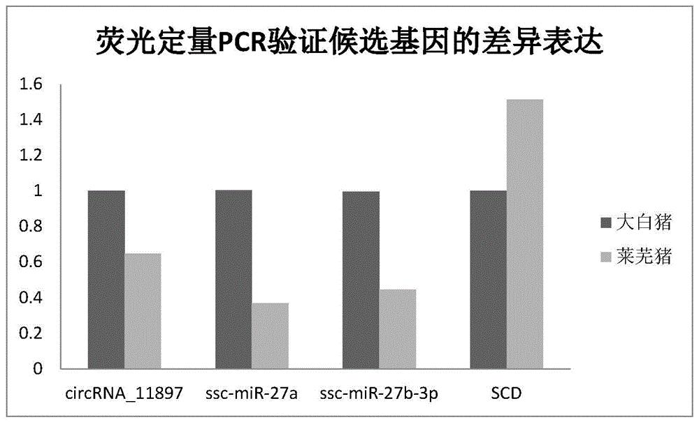 猪皮下脂肪相关的环状RNA及其应用
