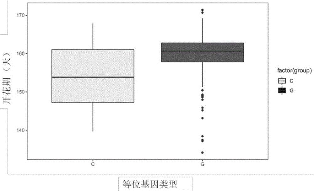 一个甘蓝型油菜开花期性状的主效QTL位点、SNP分子标记开发及应用