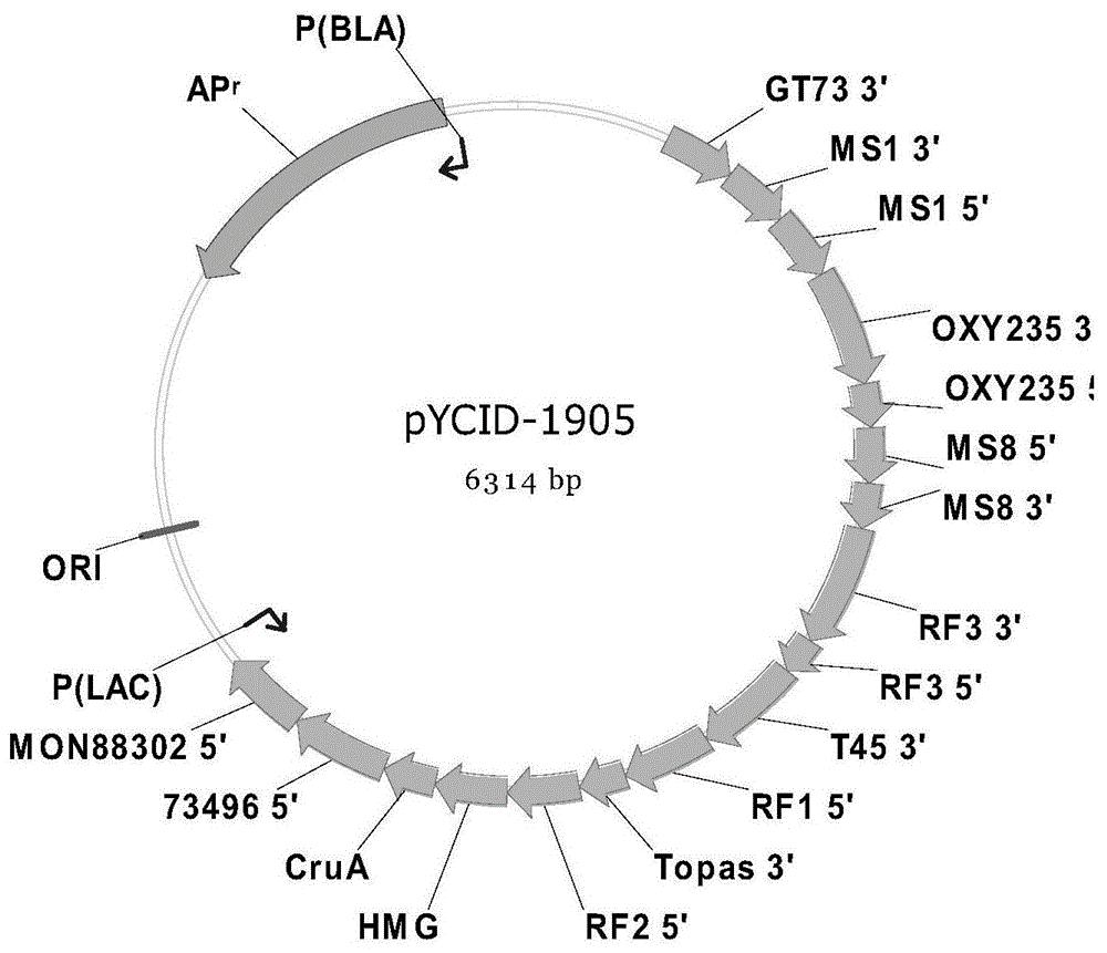 一种转基因油菜及其产品转化体鉴定阳性质粒分子pYCID-1905及应用