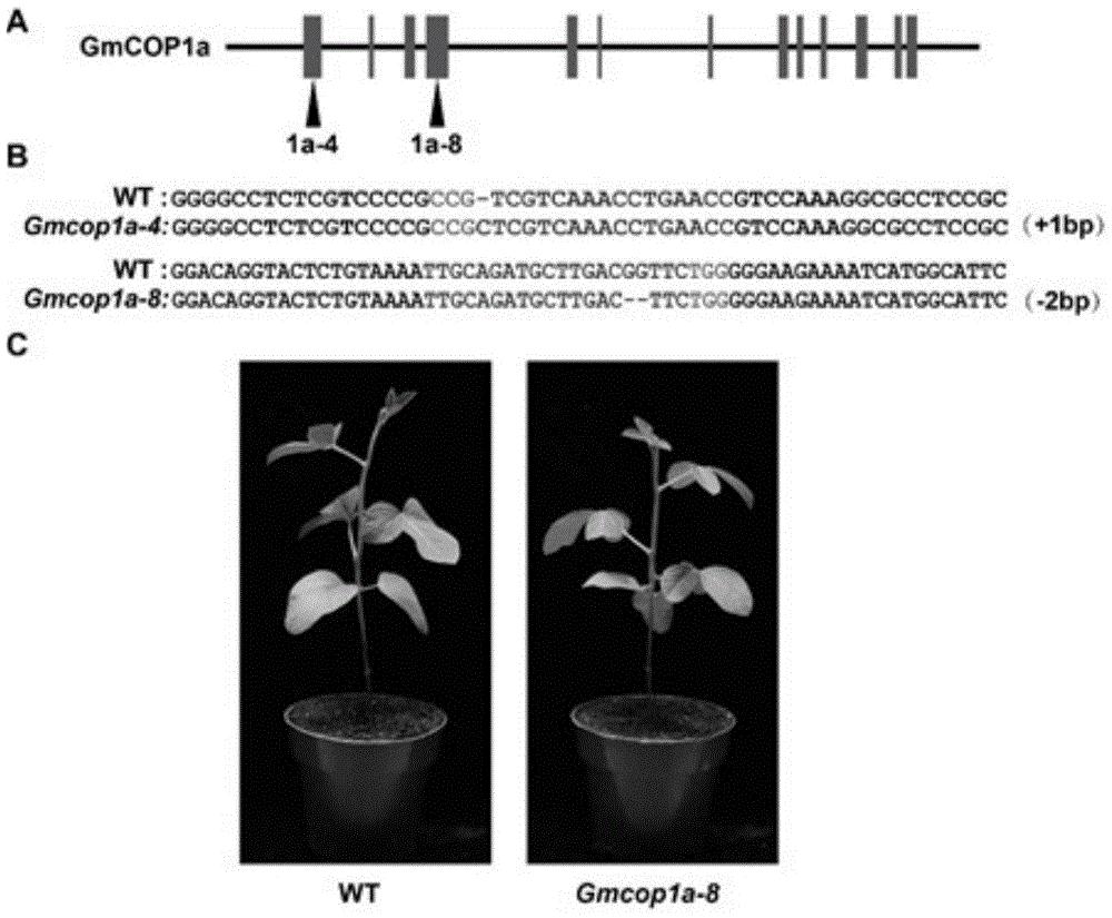 GmCOP1a和/或GmCOP1b在调控植物株高方面的应用