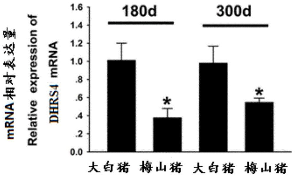 与猪产仔性状相关的SNP分子标记、鉴定及其组合应用