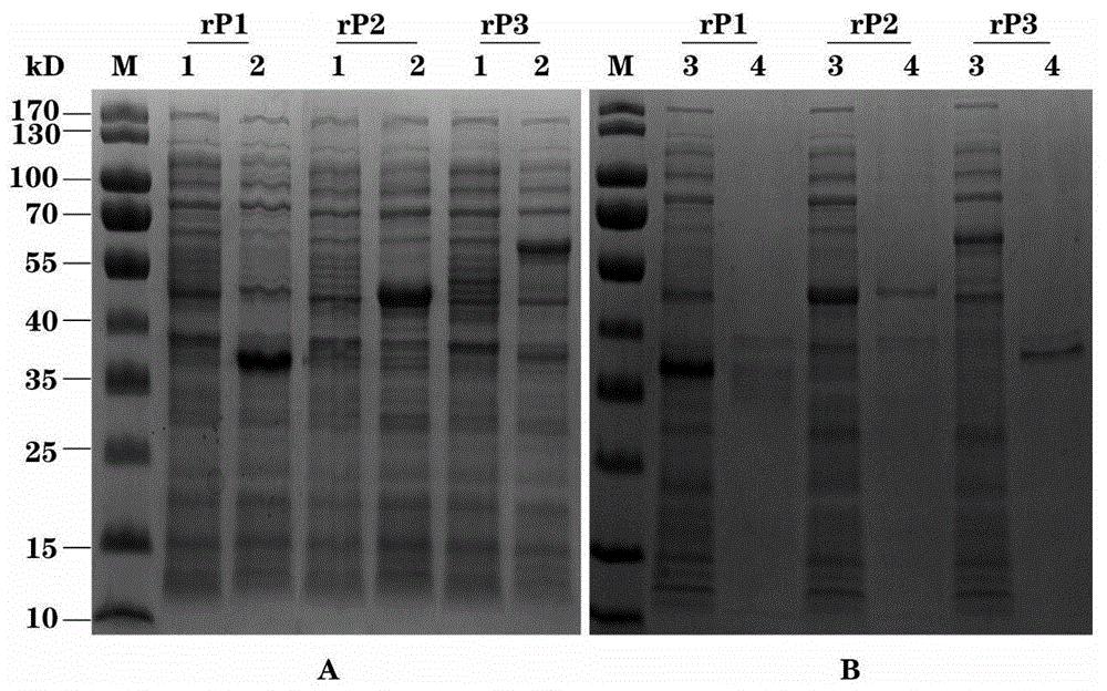一种A型塞内卡病毒基因工程复合表位蛋白、疫苗及其应用