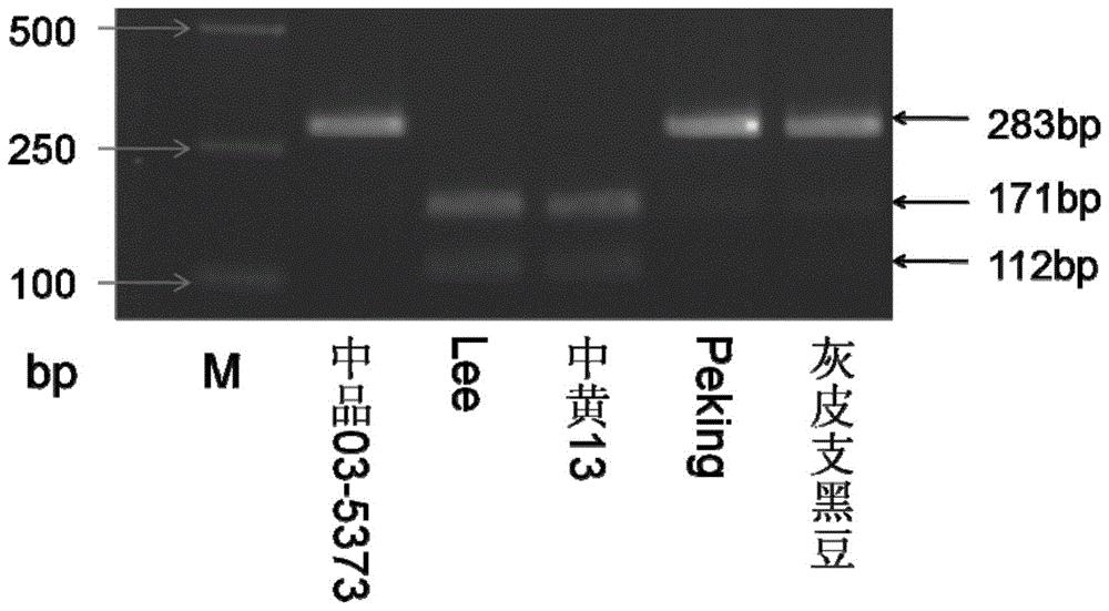 抗大豆胞囊线虫相关CAPS标记检测方法及引物