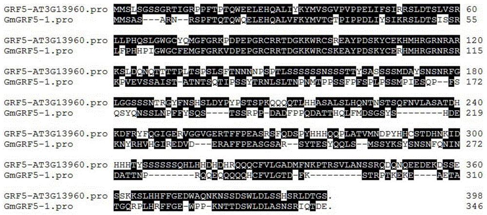 大豆光合作用相关基因GmGRF5-1及其编码蛋白与应用