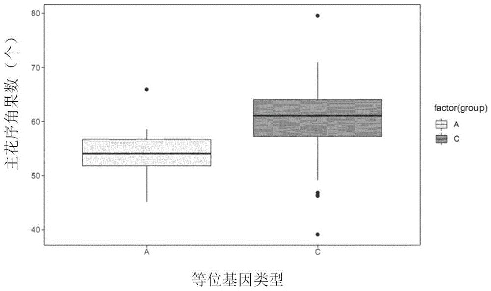 一个甘蓝型油菜主花序角果数性状的主效QTL位点、SNP分子标记开发及应用