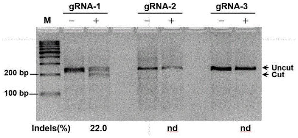 特异性识别猪COL1A1基因的gRNA及其生物材料、试剂盒和应用