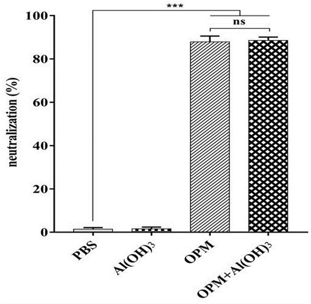 含分子内佐剂的非洲猪瘟病毒重组蛋白、表达载体及应用