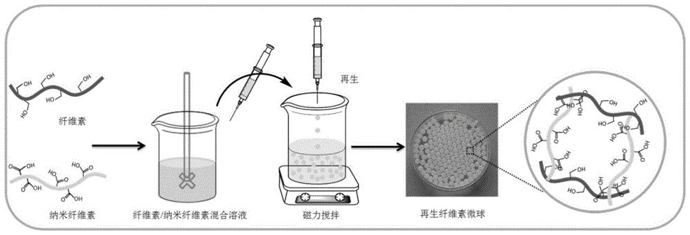 用于益生菌负载和肠道递送的再生纤维素微球及其制备方法