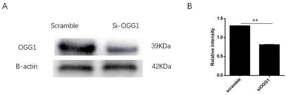 OGG1小分子抑制剂用于治疗非洲猪瘟的新用途