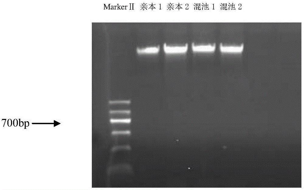 一种鉴定或辅助鉴定马铃薯熟性的SCAR标记及其应用