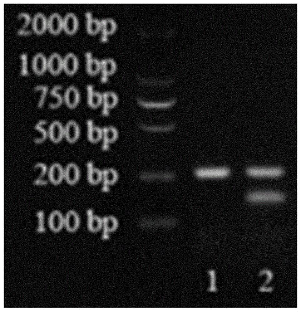 用于区分牦牛与黄牛的引物对、引物组、试剂盒及方法