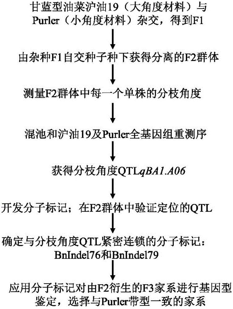 一种与油菜分枝角度性状QTL位点紧密连锁的分子标记及应用