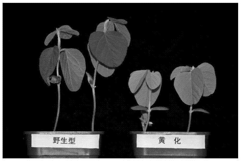 大豆黄色相关基因分子标记及其应用