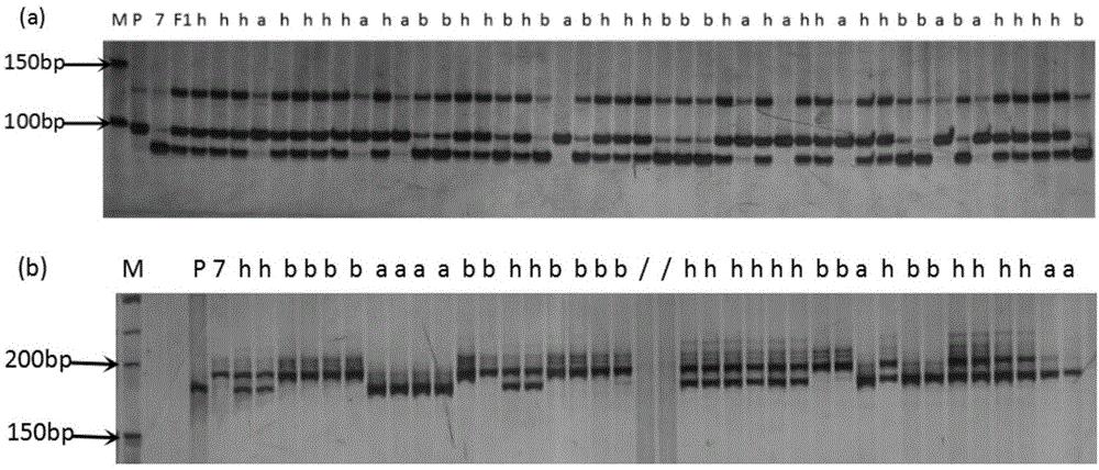 辣椒抗炭疽病分子标记及应用