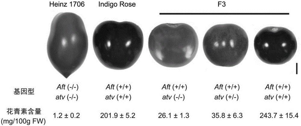与番茄紫黑色果实基因ATV紧密连锁的分子标记及其应用