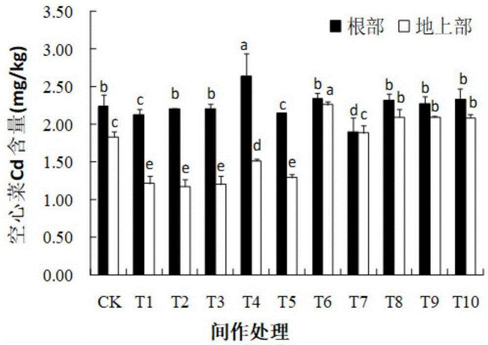 一种利用草本植物与空心菜间作修复Cd污染土壤的方法