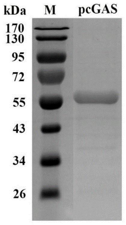 一种猪源第二信使分子2′3′-cGAMP的制备及活性鉴定方法