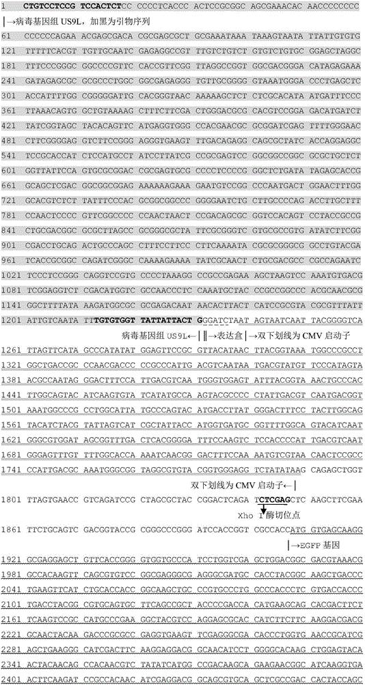 一种表达新城疫病毒F蛋白的传染性喉气管炎重组病毒株及其构建方法和应用