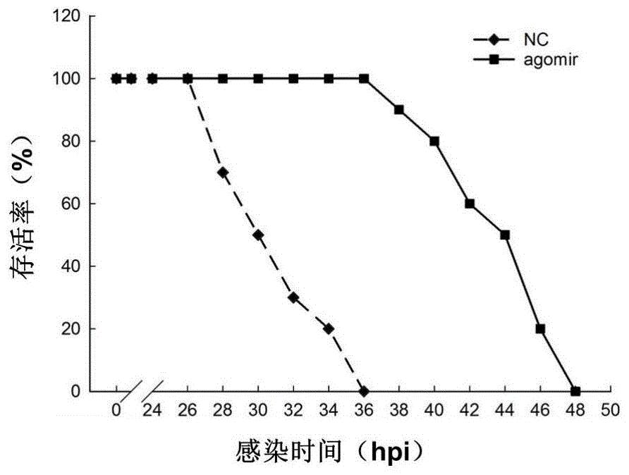 miR-1307或其前体在制备预防和/或治疗口蹄疫病毒感染的组合物中的应用