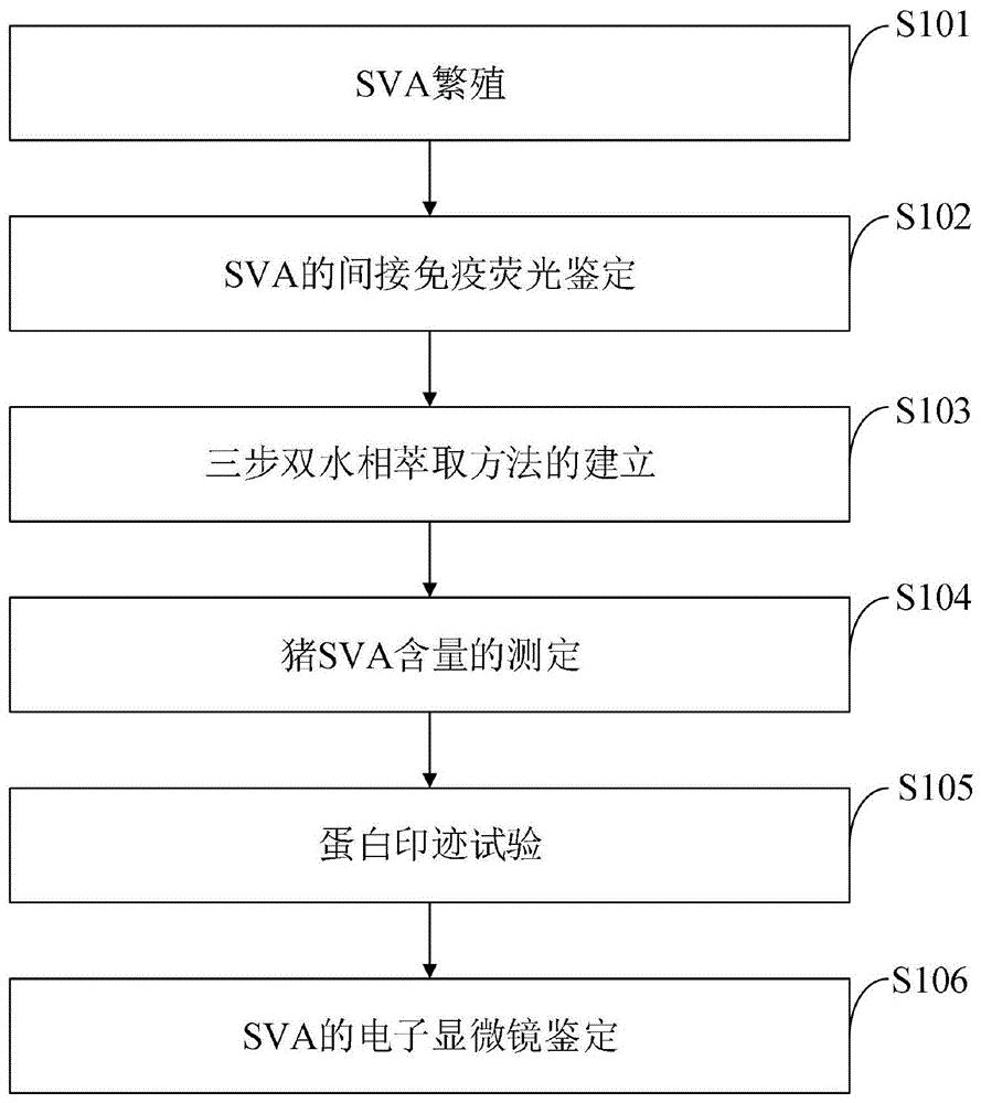 一种双水相萃取浓缩纯化猪塞内卡病毒粒子的方法
