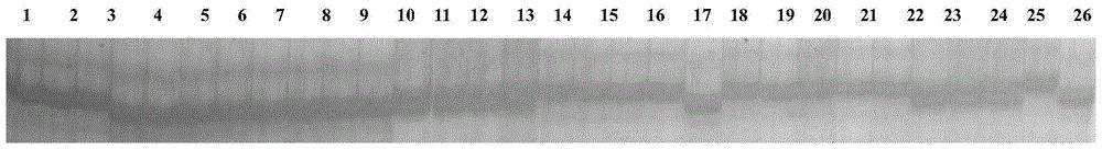 一个与大豆抗锈病基因位点紧密连锁的分子标记GmSSR18-40及其应用