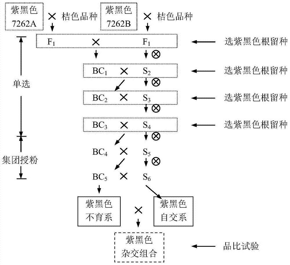 一种紫黑色胡萝卜杂交品种的培育方法