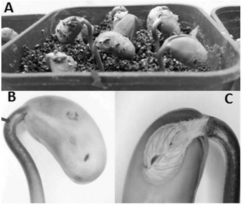 一种测定大豆对草甘膦耐性的方法及应用