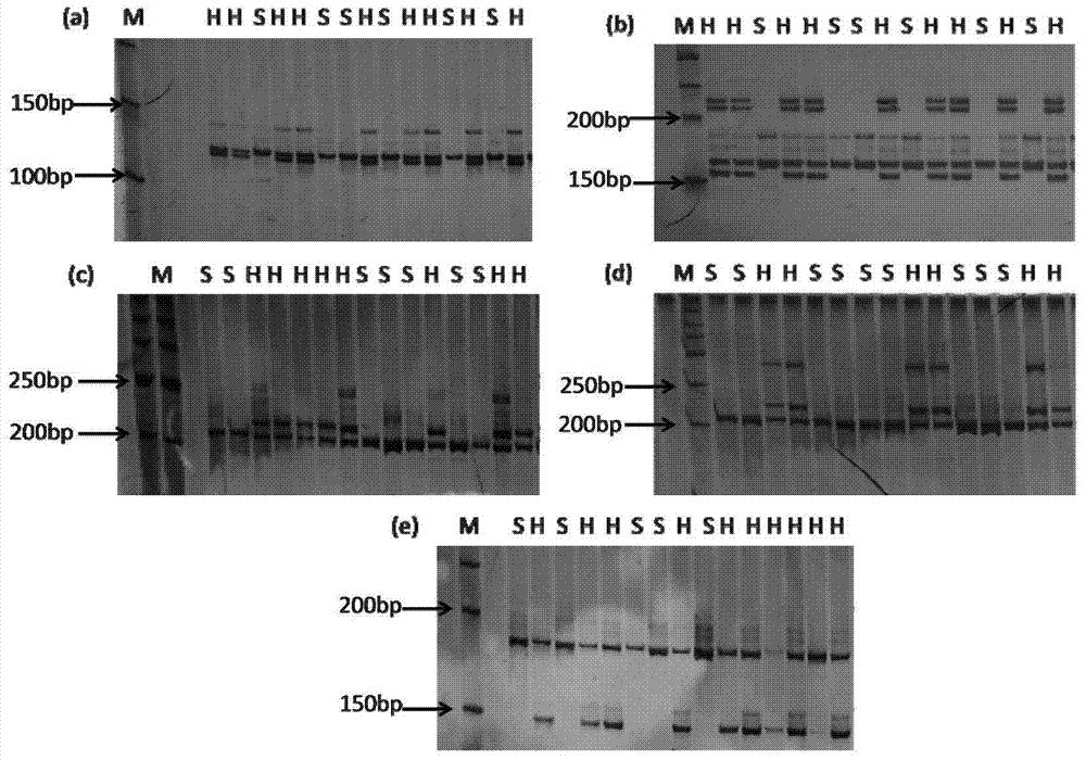 与辣椒抗根结线虫基因Me1紧密连锁的分子标记、及其SSR引物和应用