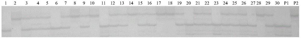 一个与大豆抗锈病基因位点紧密连锁的分子标记及应用