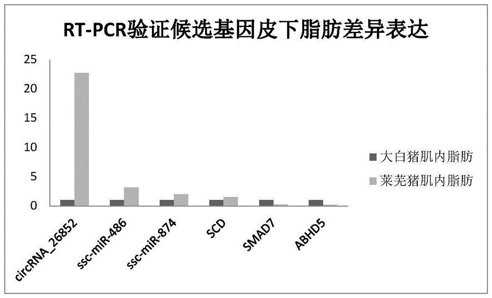 circRNA_26852及其应用