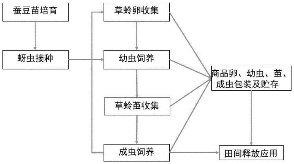 一种利用豌豆修尾蚜饲养丽草蛉的方法