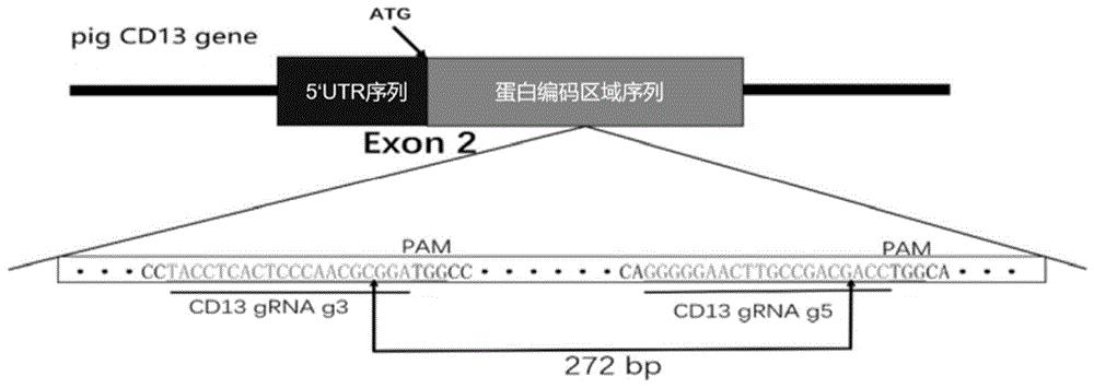 特异性识别猪CD13基因的成套sgRNA及其编码DNA、试剂盒和应用