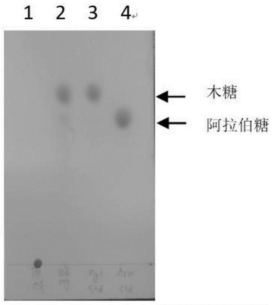一种益生菌转化制备阿拉伯木寡糖的方法