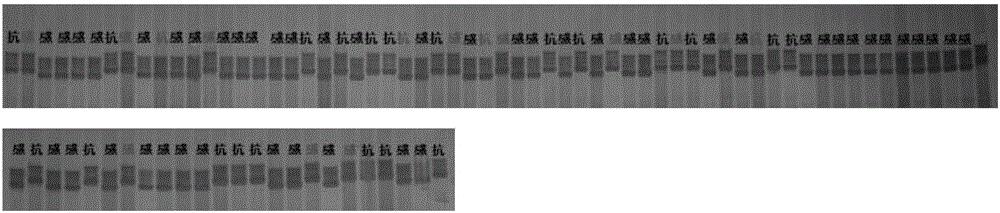 黄瓜抗白粉病基因pm‑h的Indel标记及其应用
