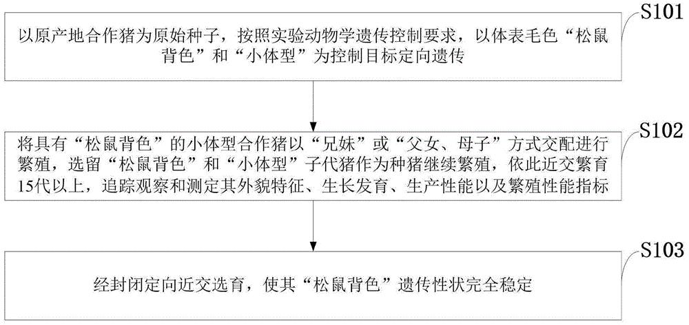 单一毛色近交系合作小型猪培育方法及遗传辅助鉴定方法