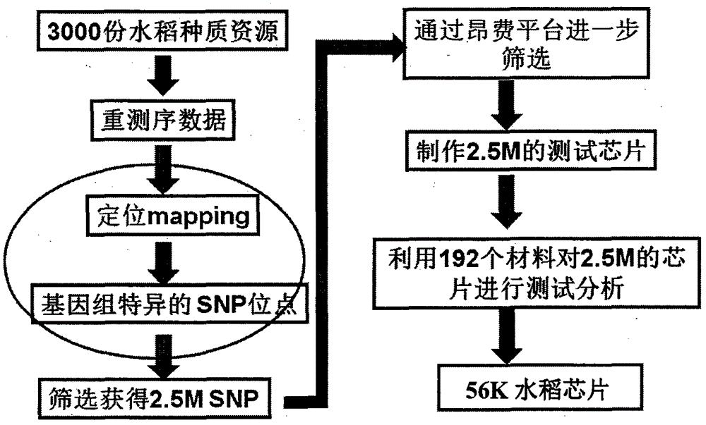 用于水稻基因分型的SNP分子标记组合及其应用