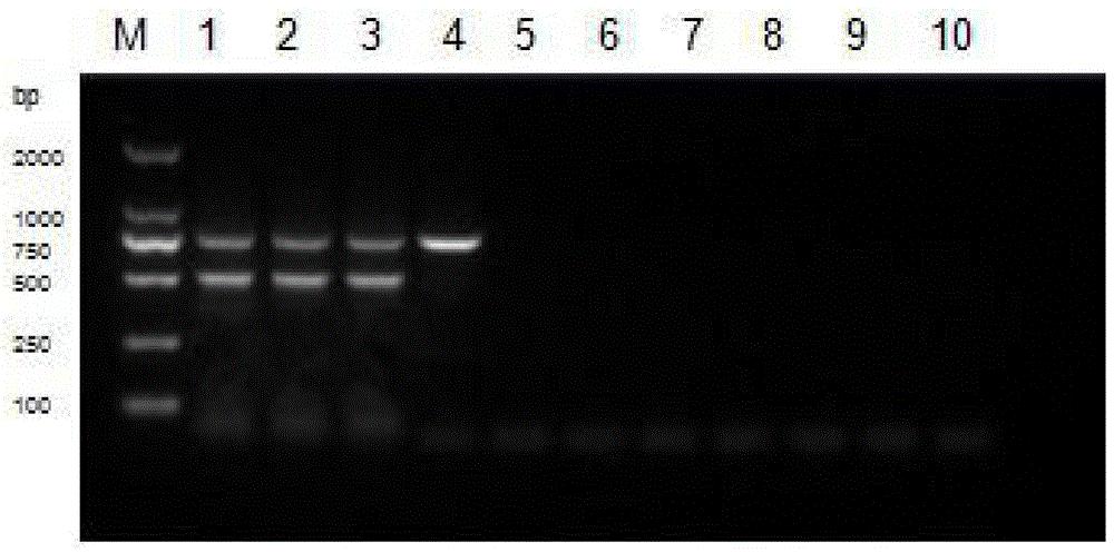 一种猪流行性腹泻病毒疫苗毒CV777与野毒株鉴别引物