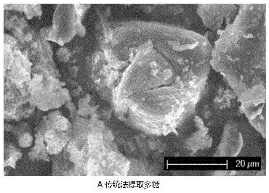 从石斛加工副产物中二次提取石斛多糖的方法及用途
