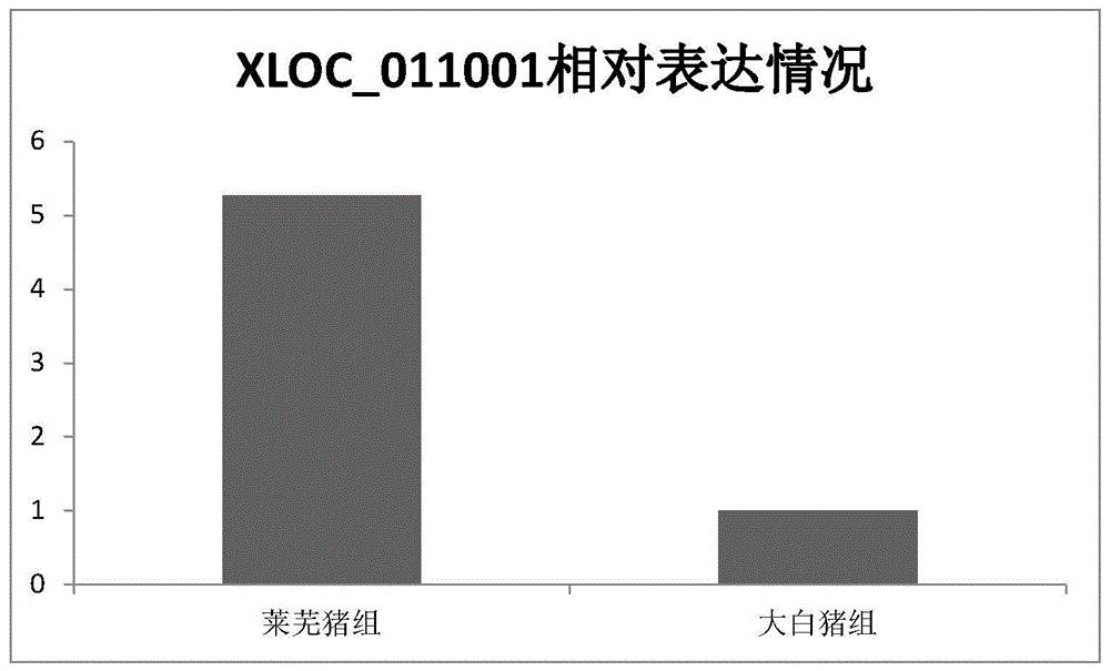 BRCA1、JAML及其调控基因在品种选育中的应用