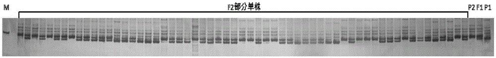 黄瓜叶色突变基因v-1的SSR标记及其应用