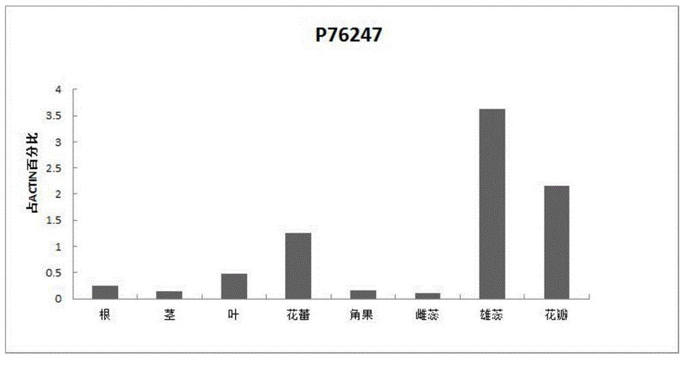甘蓝型油菜P76247启动子及制备方法和应用