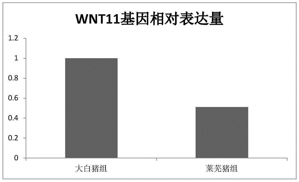 lncRNA及其反式调控基因WNT11的新用途