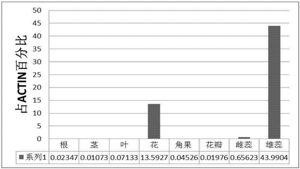 甘蓝型油菜P17673启动子及制备方法和应用