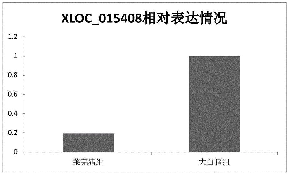 长链非编码RNA及其应用